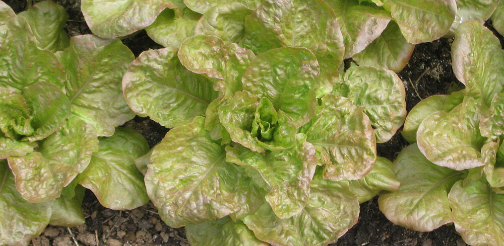 De Morges Braun - red, leaf-Lettuce-Vegetables-Full Circle Seeds