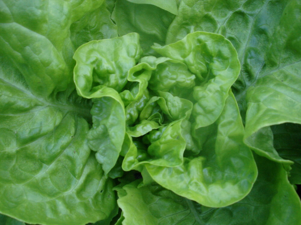 Dutch Winter - green, leaf-Lettuce-Vegetables-Full Circle Seeds