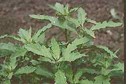 Epazote-Herbs-Herbs-Full Circle Seeds