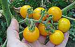 Galina-Tomatoes-Vegetables-Full Circle Seeds