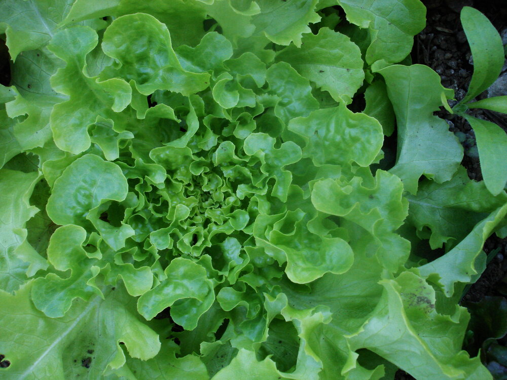 Galisse - green, leaf-Lettuce-Vegetables-Full Circle Seeds