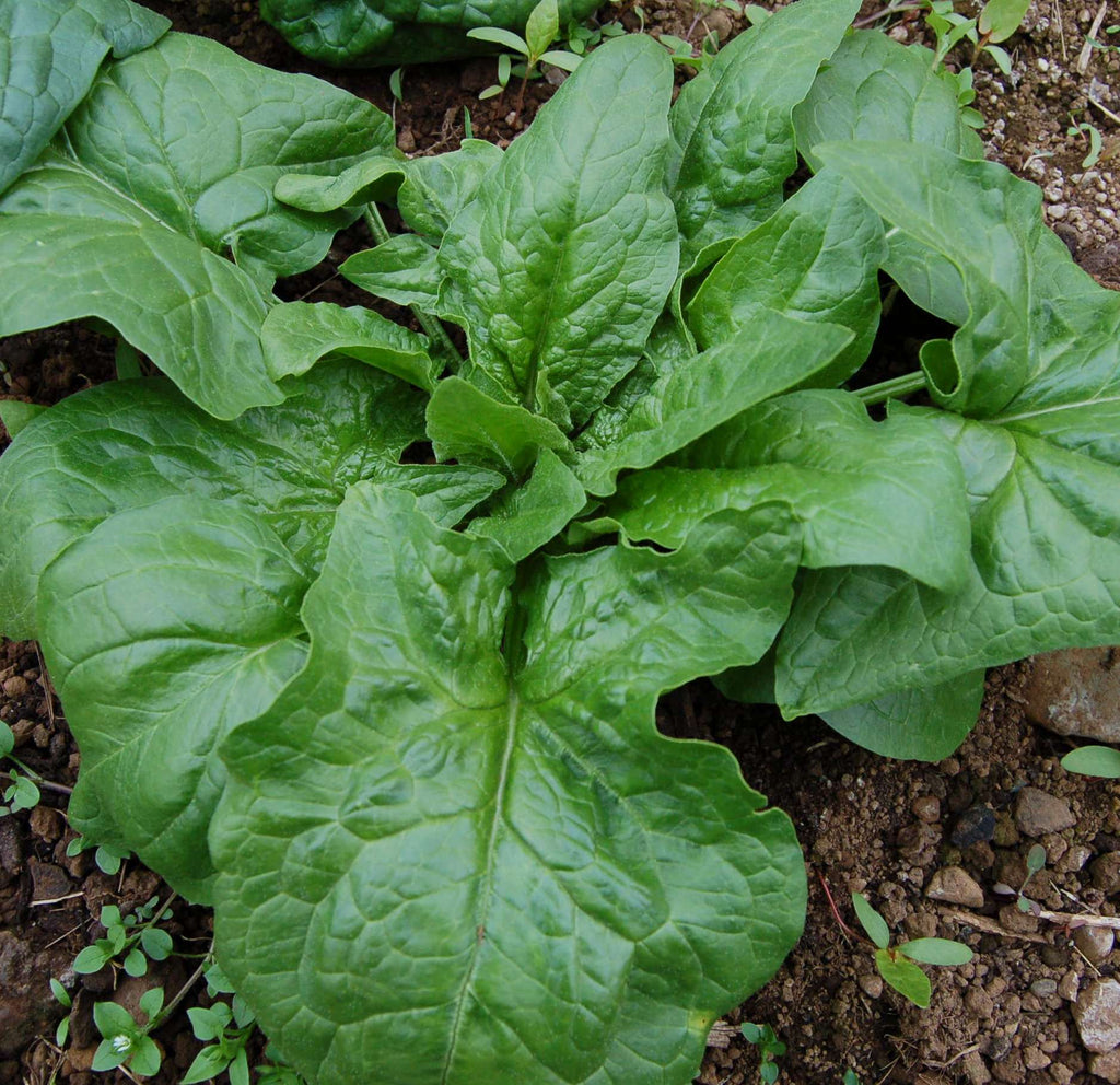 Giant Winter Spinach-Spinach-Vegetables-Full Circle Seeds