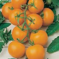 Gold Nugget-Tomatoes-Vegetables-Full Circle Seeds