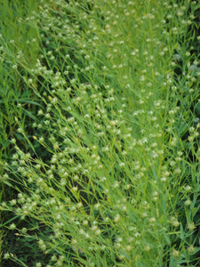 Golden Flax-Grains & Cover Crops-Grains & Cover Crops-Full Circle Seeds