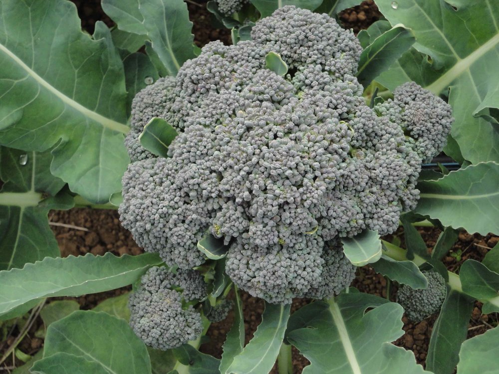Goliath Broccoli-Broccoli-Vegetables-Full Circle Seeds