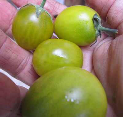 Green Grape-Tomatoes-Vegetables-Full Circle Seeds