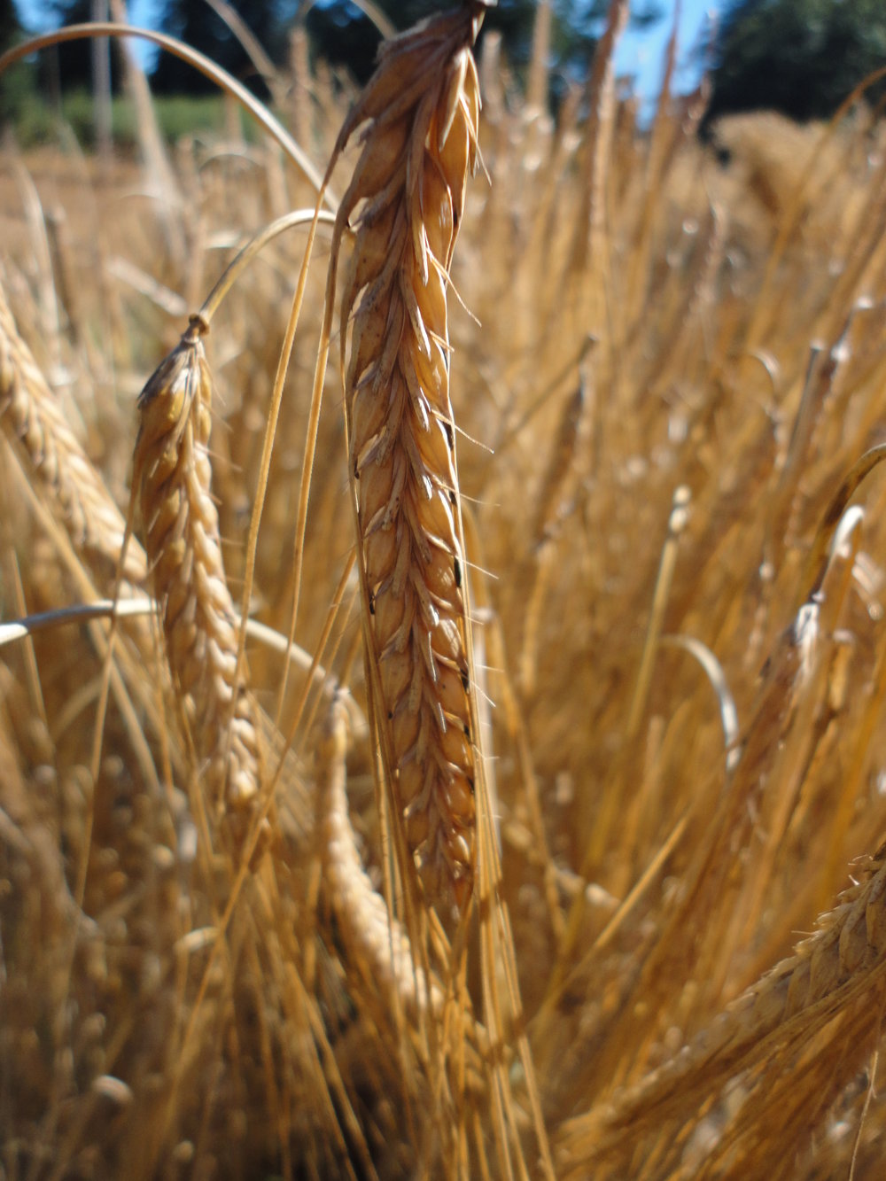 Harrington Malting Barley-Grains & Cover Crops-Grains & Cover Crops-Full Circle Seeds
