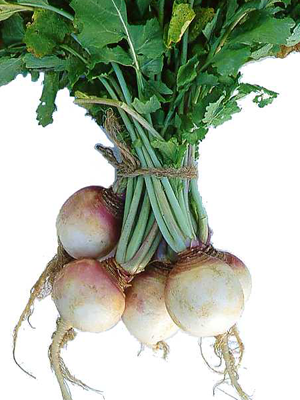 Harris Turnips-Turnips-Vegetables-Full Circle Seeds