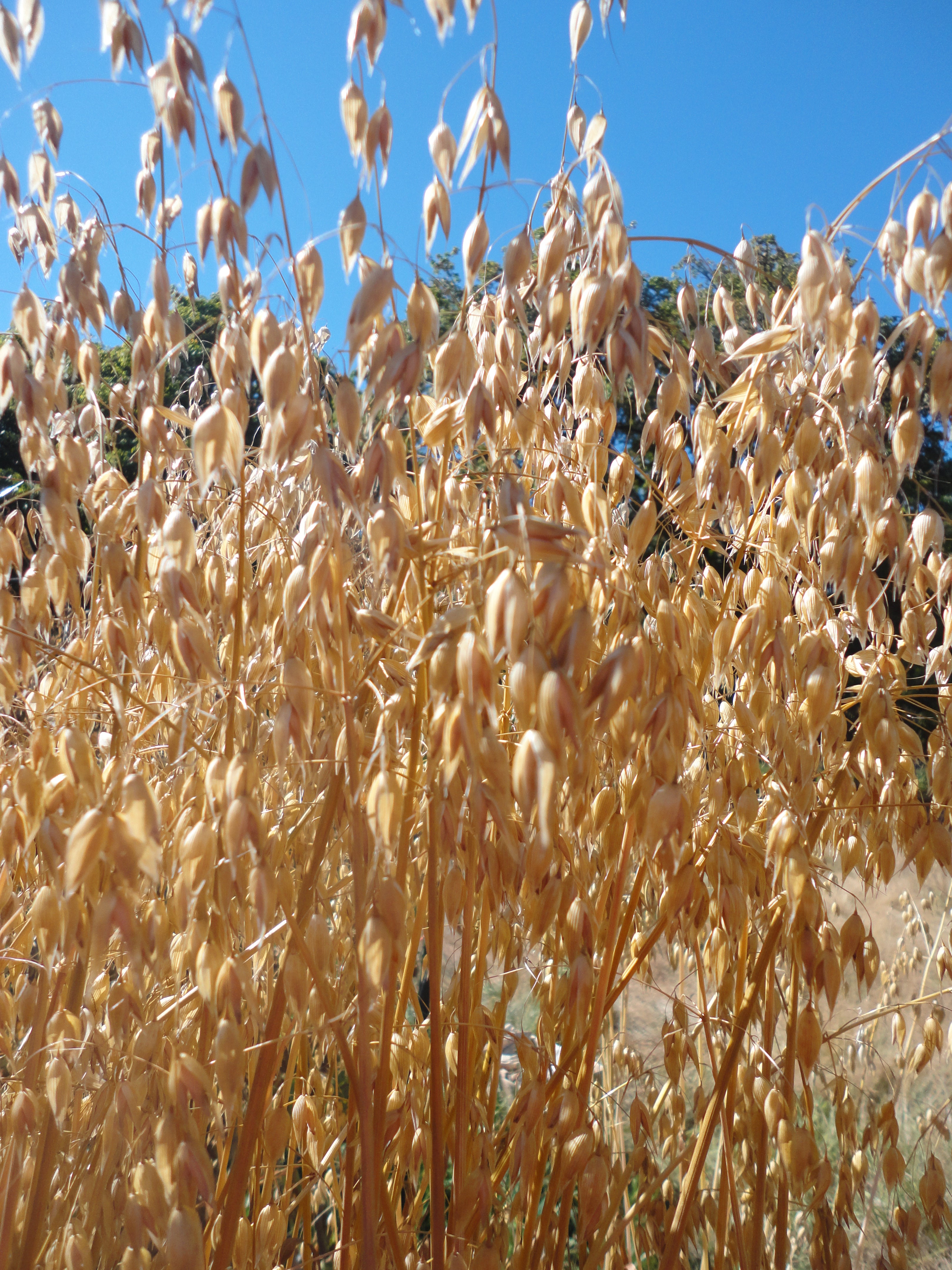 Hull-less Oats-Grains & Cover Crops-Grains & Cover Crops-Full Circle Seeds