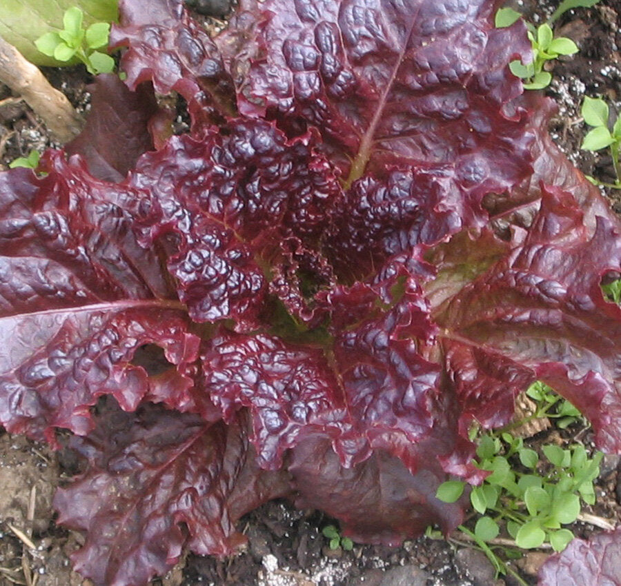 Ibis - red, leaf-Lettuce-Vegetables-Full Circle Seeds