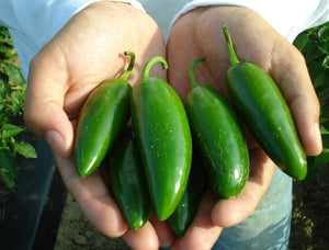 Jalapeno-Peppers-Vegetables-Full Circle Seeds