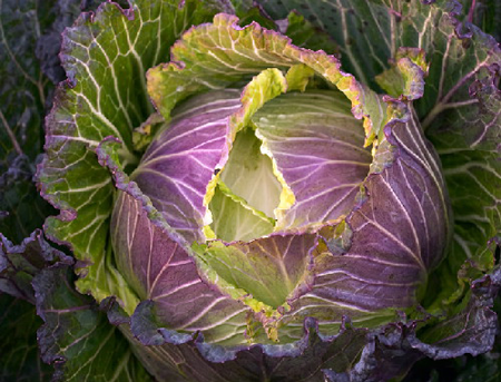 January King Cabbage-Cabbage-Vegetables-Full Circle Seeds