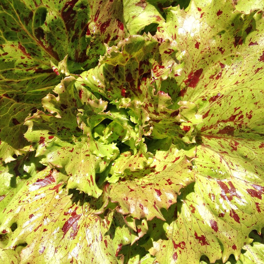 Jester - red crisp leaf-Lettuce-Vegetables-Full Circle Seeds