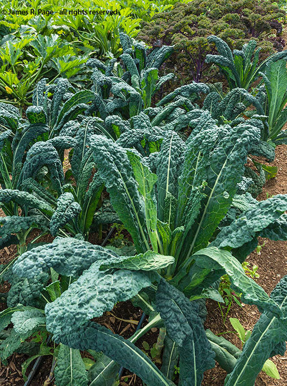 Kale Blend-Kale-Vegetables-Full Circle Seeds