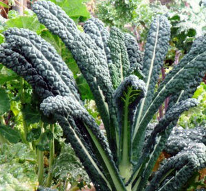 Lacinato Kale-Kale-Vegetables-Full Circle Seeds