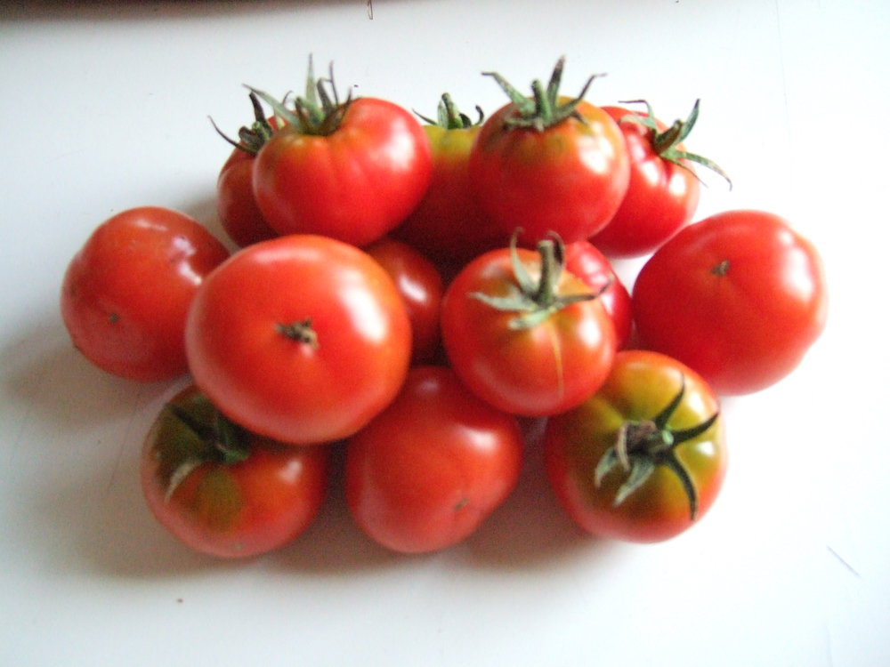 Latah-Tomatoes-Vegetables-Full Circle Seeds