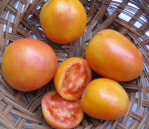 Longkeeper-Tomatoes-Vegetables-Full Circle Seeds