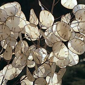 honesty flower seeds Lunaria, Honesty
