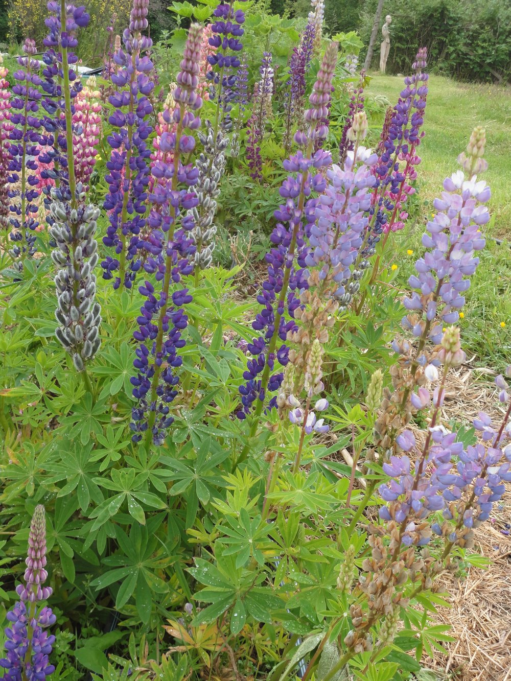 Lupin, ALM Mix-Flowers-Flowers-Full Circle Seeds