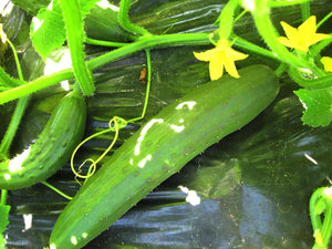 Marketmore Cucumber-Cucumbers-Vegetables-Full Circle Seeds