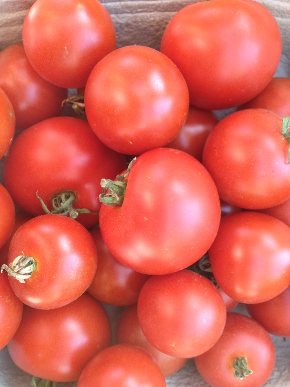 Matina-Tomatoes-Vegetables-Full Circle Seeds