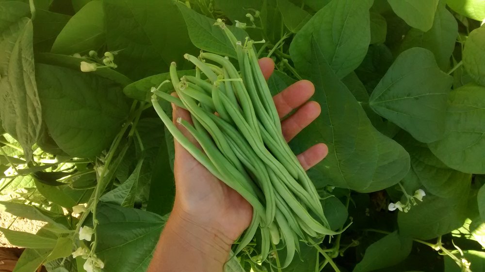 Maxibel-Beans-Vegetables-Full Circle Seeds