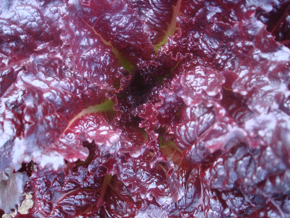 Merlot - red, leaf-Lettuce-Vegetables-Full Circle Seeds