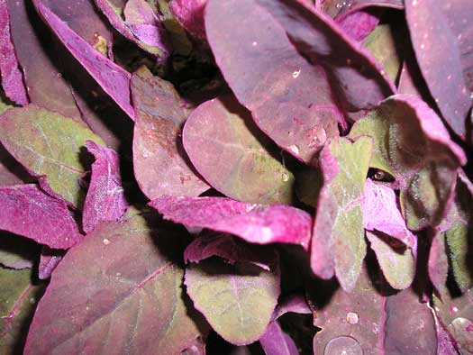 Red, Green & Purple Orach Mix-Salad Greens-Vegetables-Full Circle Seeds