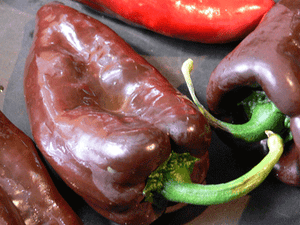 Mulato-Peppers-Vegetables-Full Circle Seeds