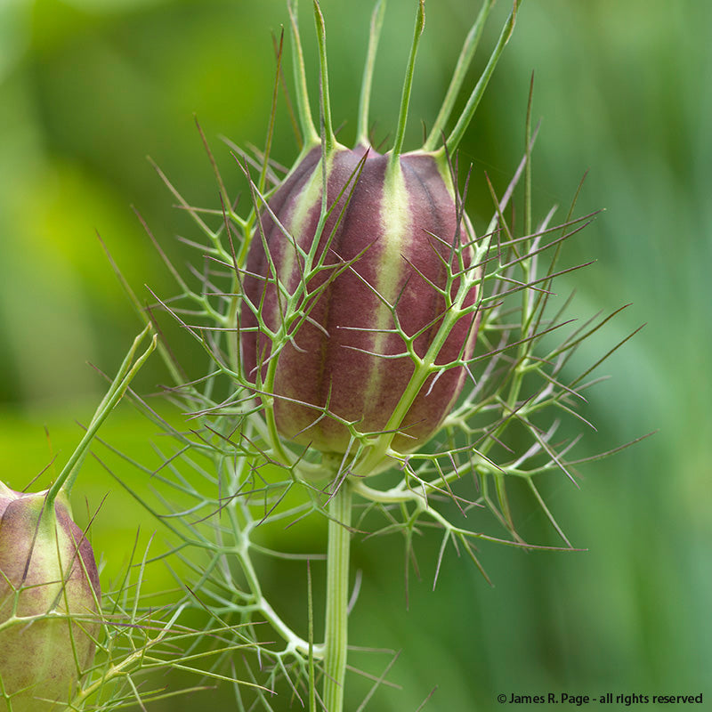 Nigella