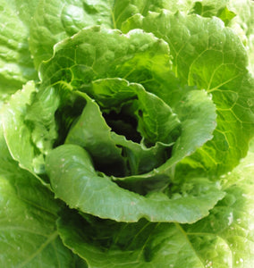 Olga - green, romaine-Lettuce-Vegetables-Full Circle Seeds