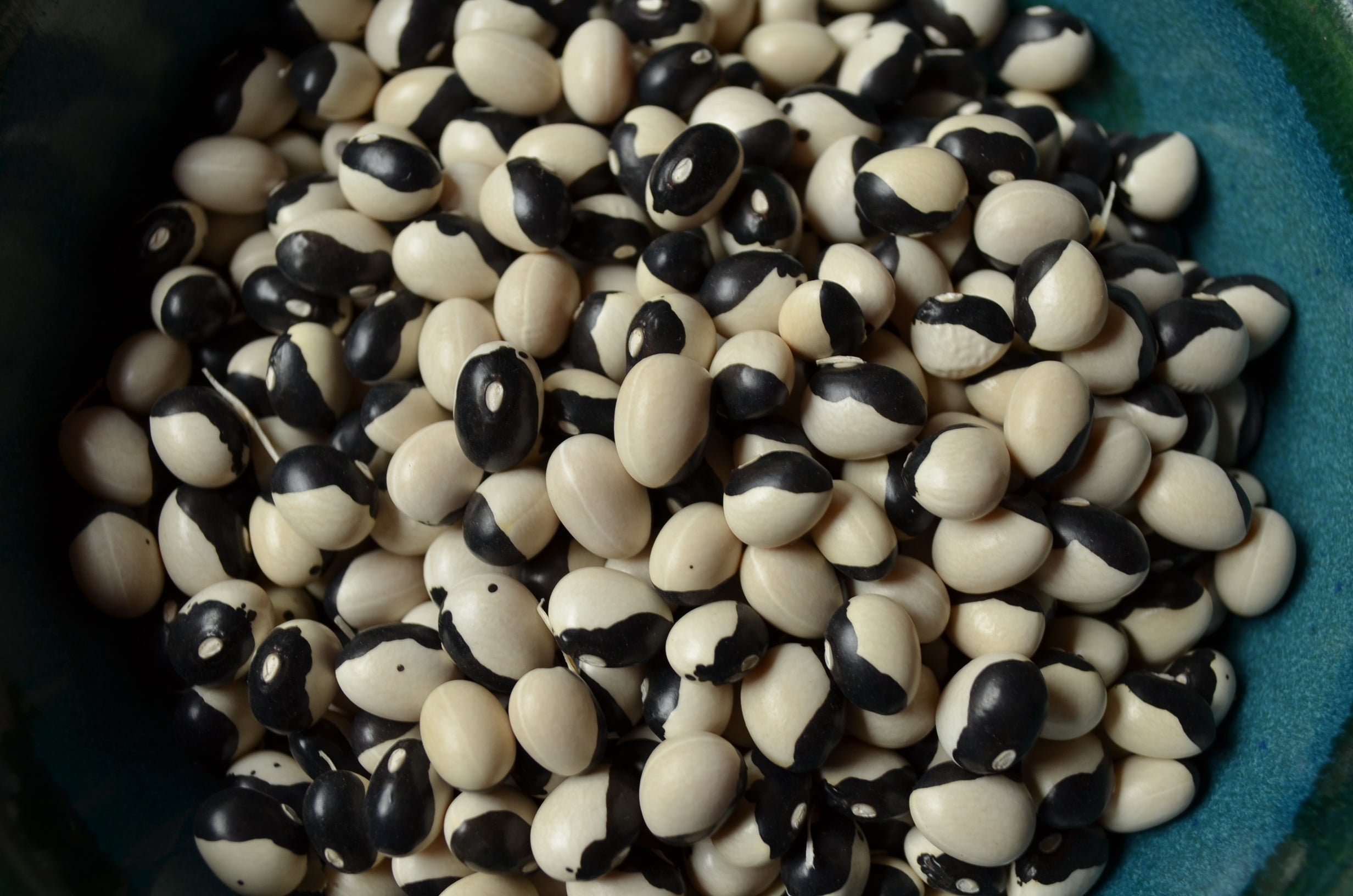 Orca-Beans-Vegetables-Full Circle Seeds