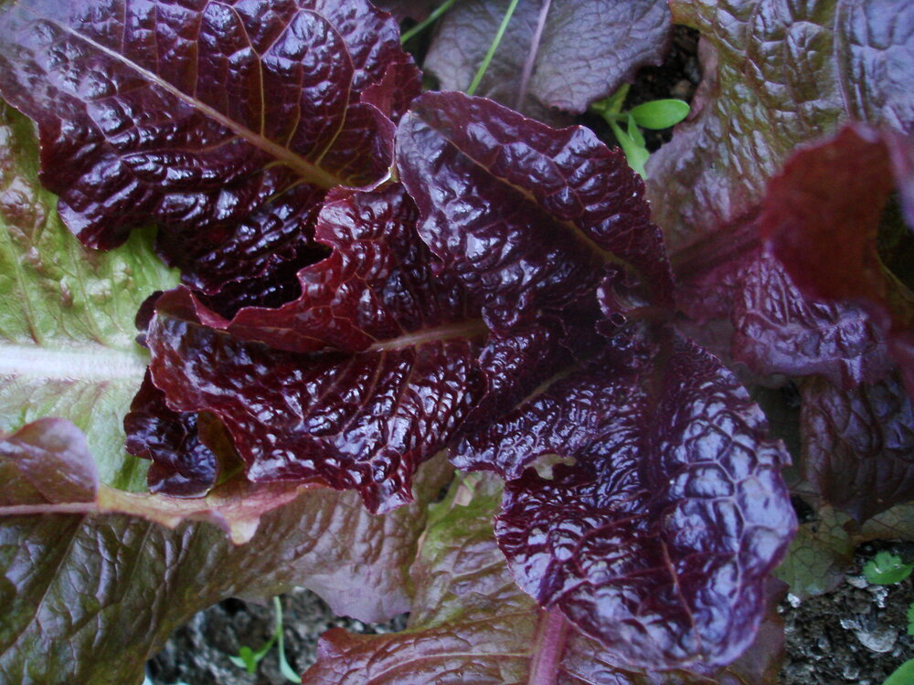 Outredgeous - red, romaine-Lettuce-Vegetables-Full Circle Seeds