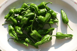 Padron-Peppers-Vegetables-Full Circle Seeds