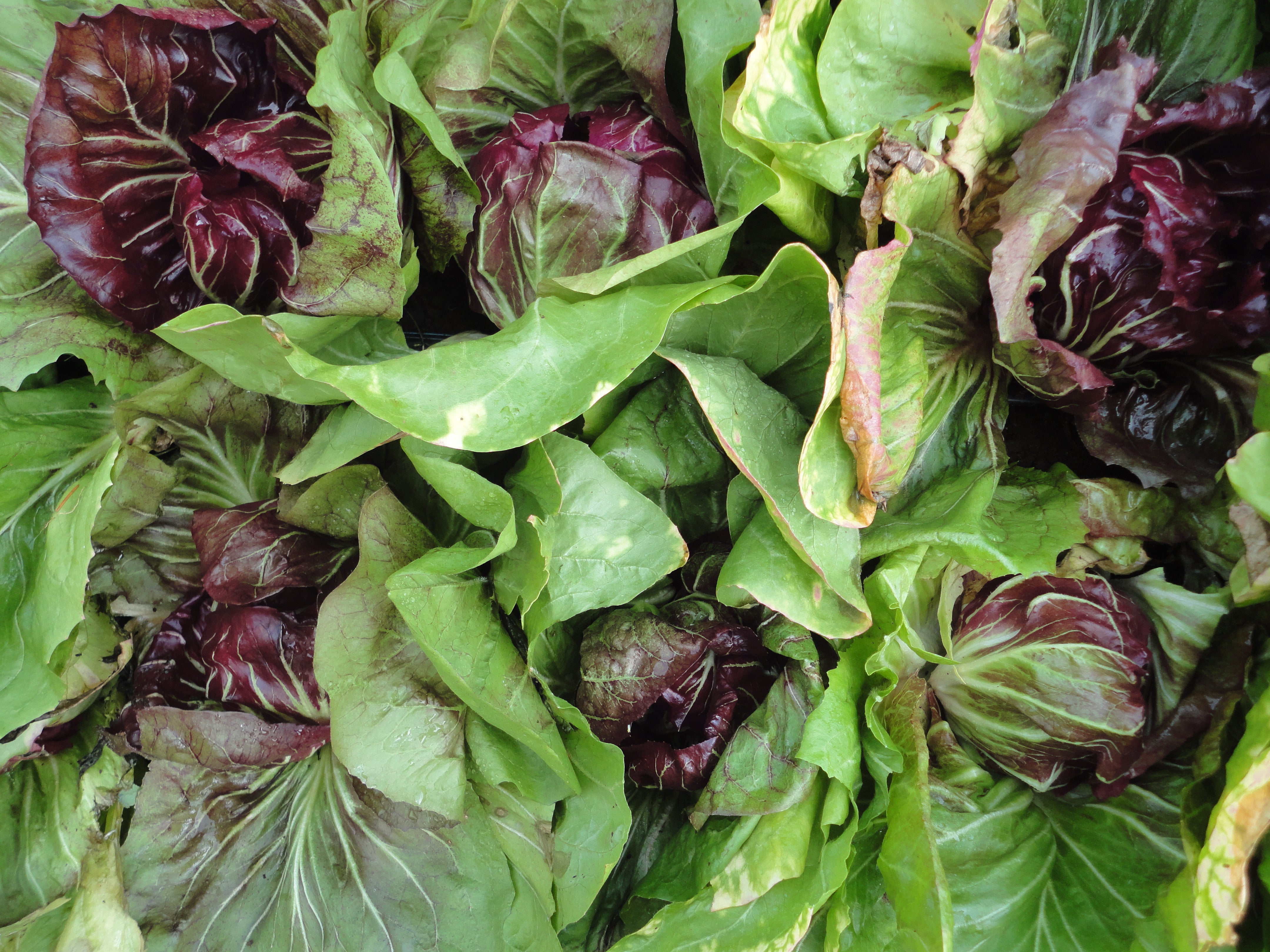 Palla Rossa Radicchio-Salad Greens-Vegetables-Full Circle Seeds