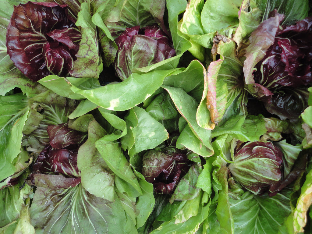 Palla Rossa Radicchio-Salad Greens-Vegetables-Full Circle Seeds