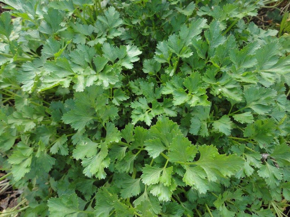 Parsley, Italian Flat Leaf-Herbs-Herbs-Full Circle Seeds
