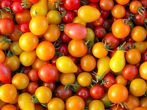 Patio Tomato Mix-Tomatoes-Vegetables-Full Circle Seeds