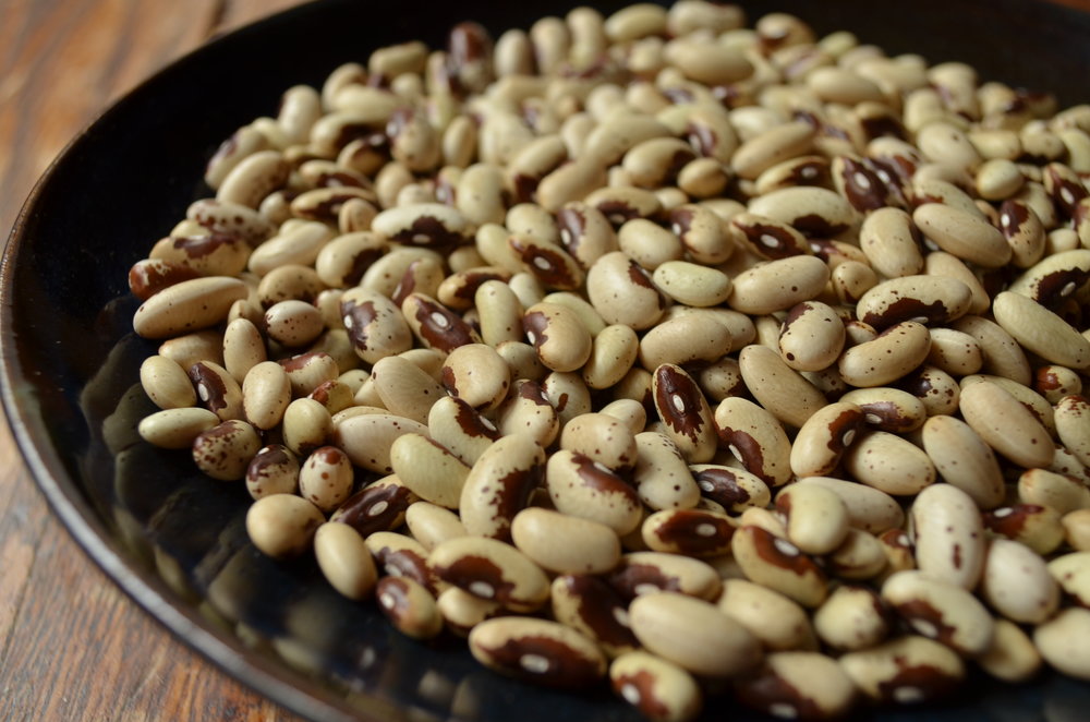 Pawnee-Beans-Vegetables-Full Circle Seeds