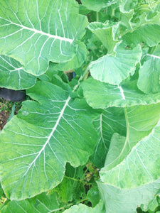 Pilgrim's Cabbage - Collards-Collards-Vegetables-Full Circle Seeds