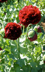 Poppy, ALM Annual Mix-Flowers-Flowers-Full Circle Seeds