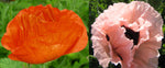 Poppy, Perennial Mix-Flowers-Flowers-Full Circle Seeds