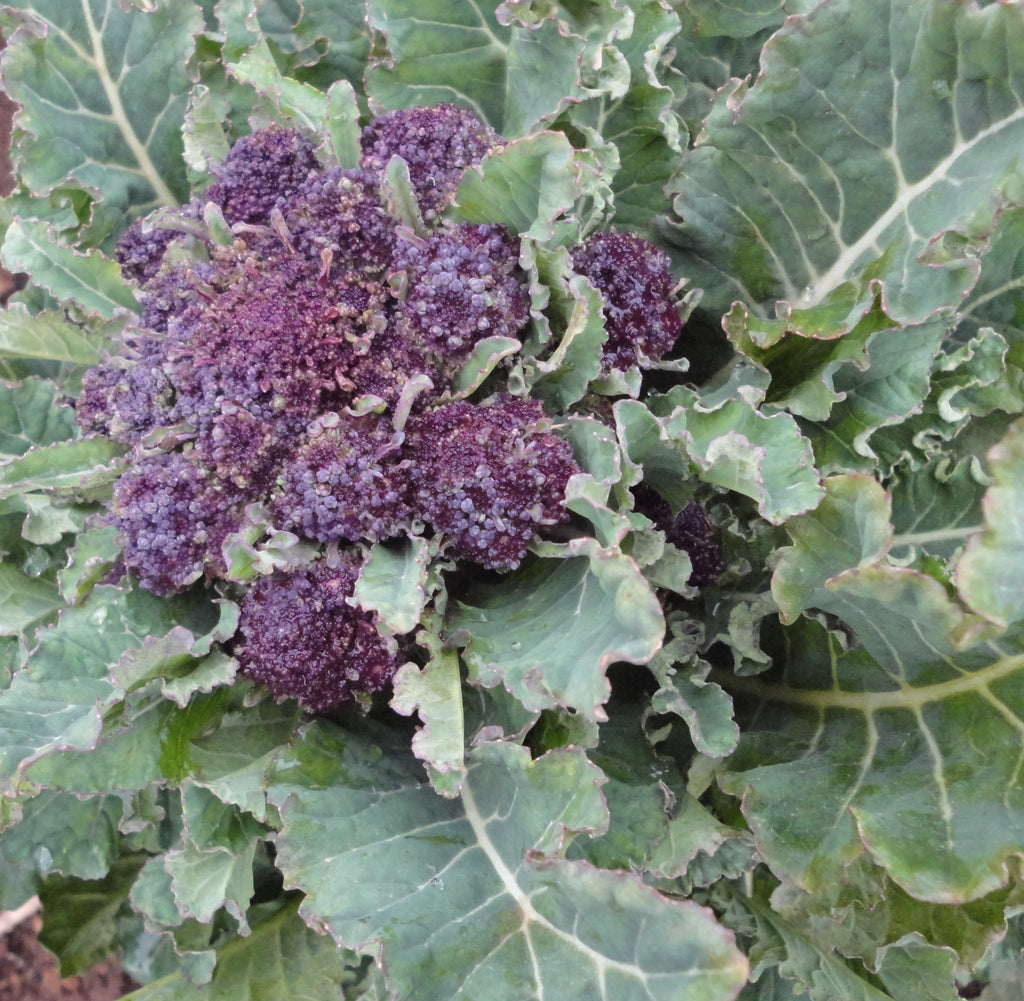 Purple Sprouting Broccoli-Broccoli-Vegetables-Full Circle Seeds