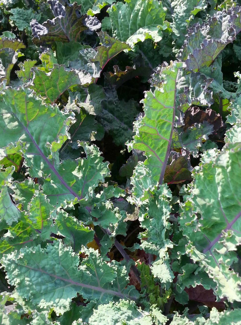 Rainbow Lacinato Kale-Kale-Vegetables-Full Circle Seeds