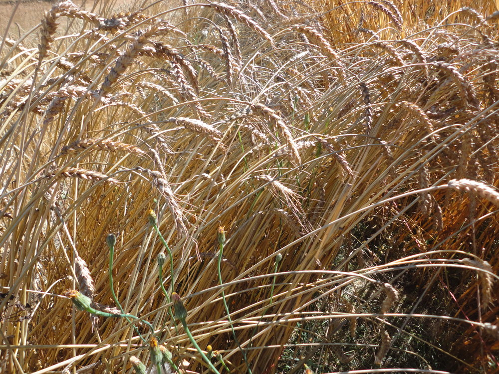 Red Fife Wheat-Grains & Cover Crops-Grains & Cover Crops-Full Circle Seeds