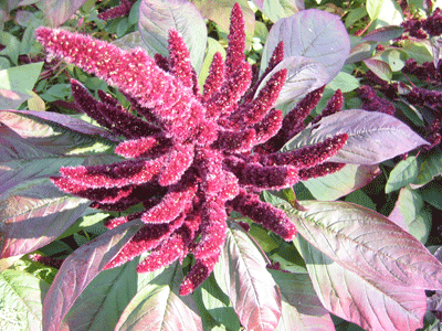 Red Leaf Amaranth-Salad Greens-Vegetables-Full Circle Seeds
