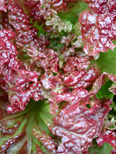 Ruby Red - red, leaf-Lettuce-Vegetables-Full Circle Seeds