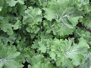 Siberian Kale-Kale-Vegetables-Full Circle Seeds