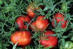 Silvery Fir-Tomatoes-Vegetables-Full Circle Seeds