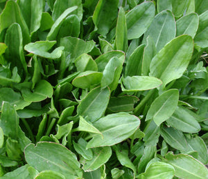 Sorrel, French or Garden-Culinary Herbs-Herbs-Full Circle Seeds